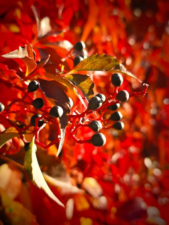 Herbstblätter a Dennis Wetzel