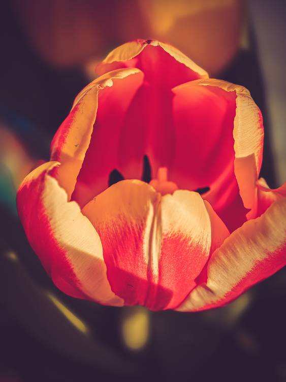Rote Tulpe im Sonnenlicht, Blüte geöffnet. a Dennis Wetzel