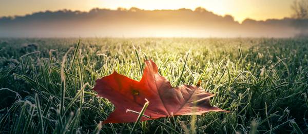 Rotes Herbstblatt auf grüner frostiger Wiese mit Nebel und Sonne a Dennis Wetzel