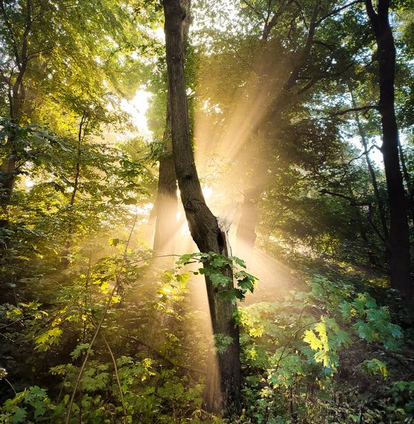 Sonne bricht durch Nebel im Wald 1 a Dennis Wetzel
