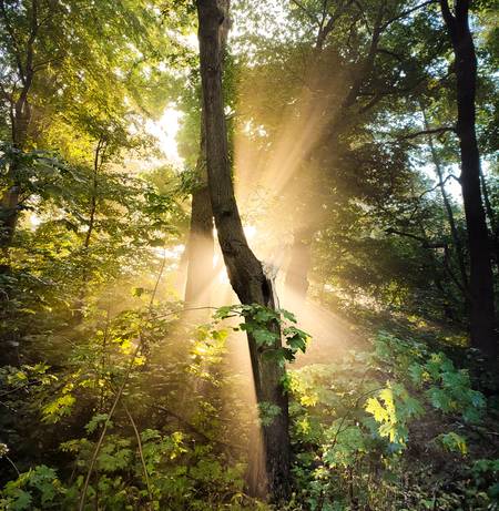 Sonne bricht durch Nebel im Wald 1