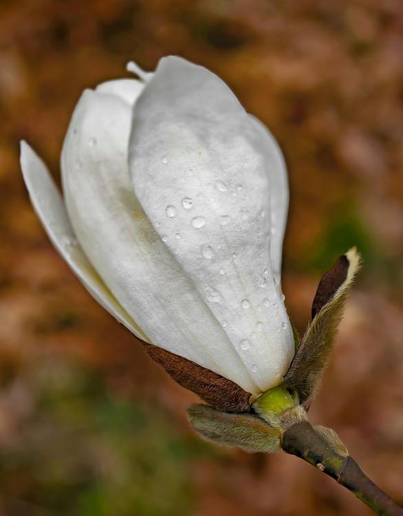 Weiße Magnolien Blüte mit Regentropfen a Dennis Wetzel