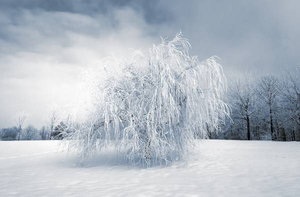 Wintertraum. Trauerweide mit Schnee bedeckt.jpg (13224 KB)  a Dennis Wetzel