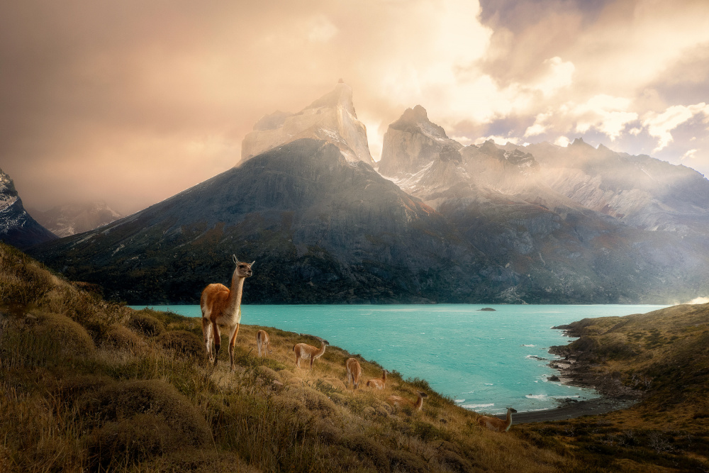 Alpaca at Torres del Paine II a Dennis Zhang