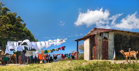 portrait of a goat watching clothes line