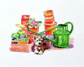 Terrier amongst Terracotta Pots 