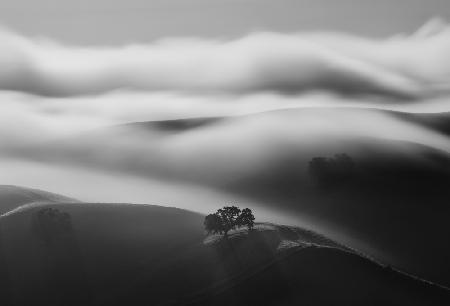 A tree in fog