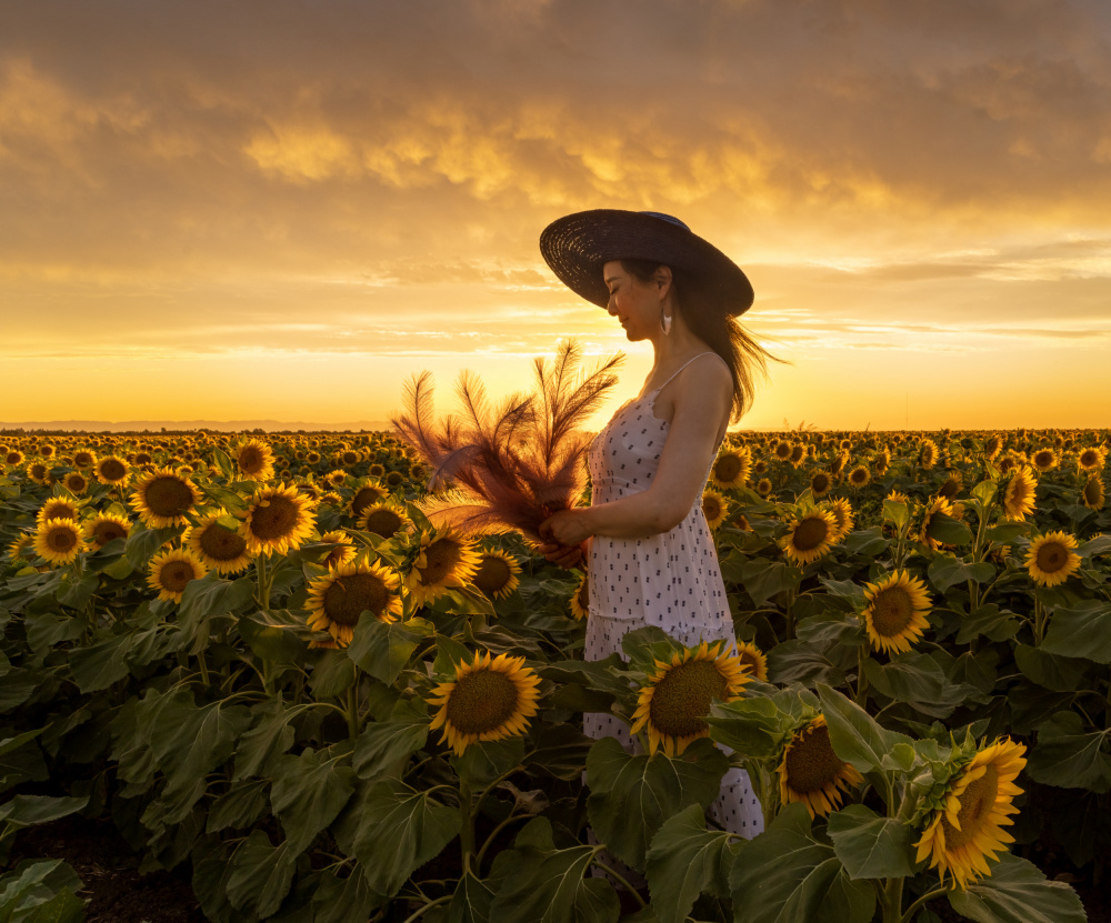 In Sunflower Field a Dianne Mao