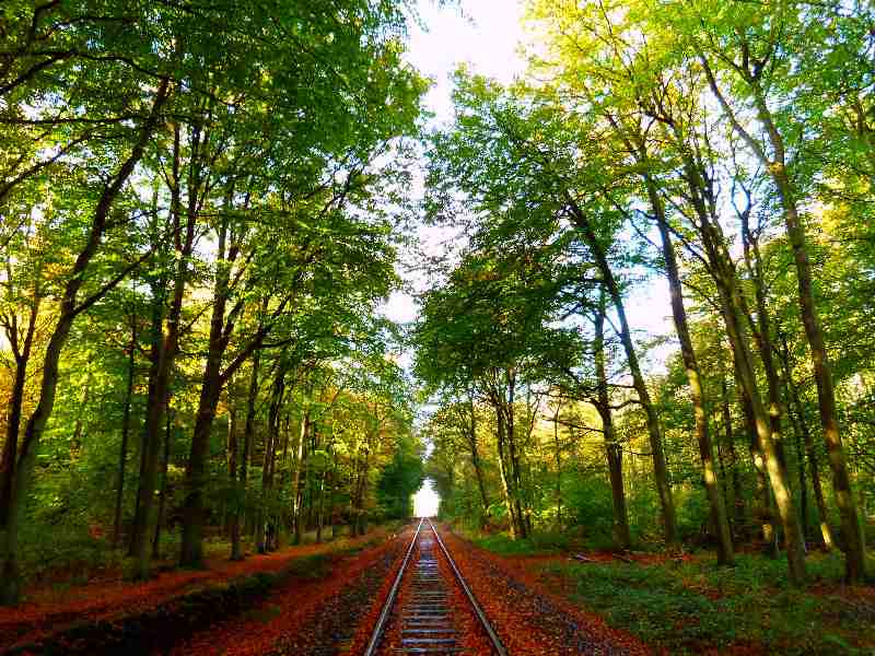 Museumseisenbahn durch den Wald von Hage a Christophe Didillon
