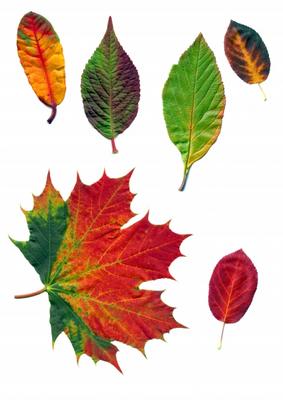 Herbstfärbung a Dietmar Stübing