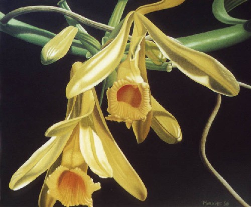 Vanilla flowers a Dietrich Moravec