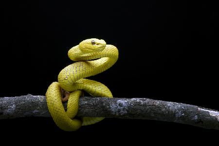 Yellow white_lipped viper