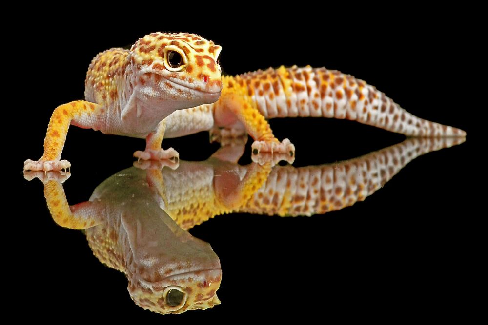 Leopard Gecko a Dikky Oesin