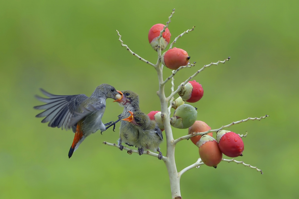 Female scarlet-headed flowerpecker bring food to their chicks a Dikky Oesin
