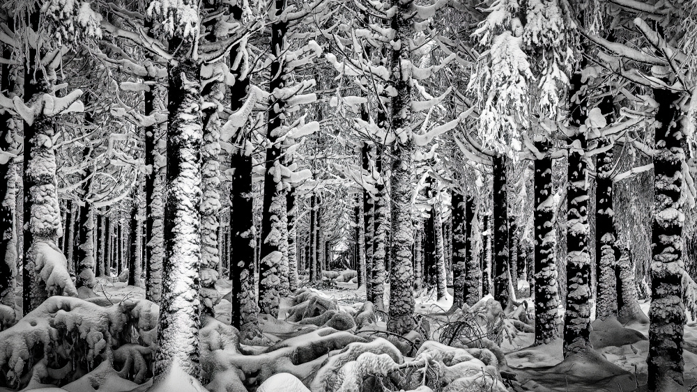 Winter Forest a Dimitar Genchev