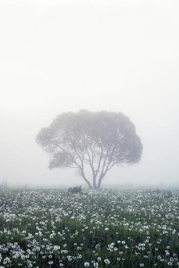 Lonely tree