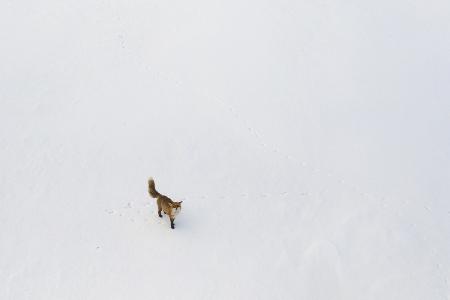 Curious fox