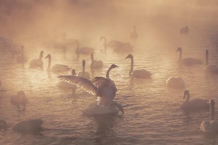 Sunrise swans