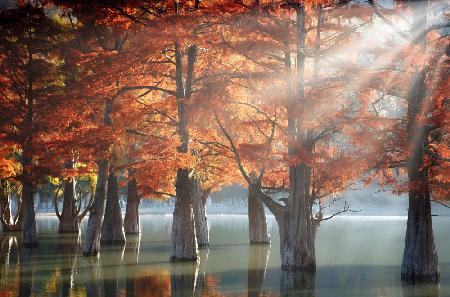 Sunny Cypress Trees