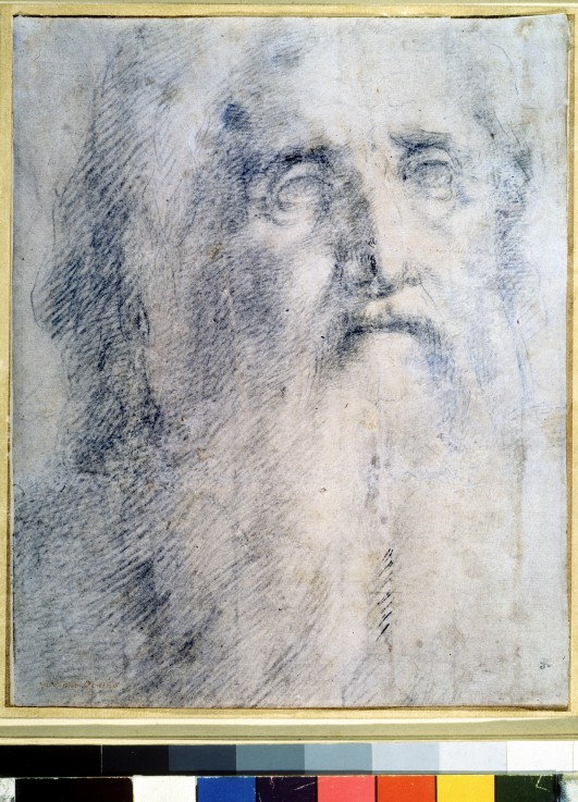 Study of an old Man's head with a beard a Domenico Beccafumi