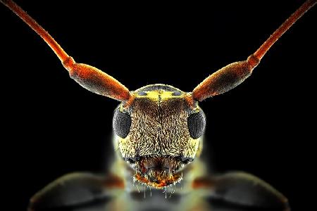 Flat-Headed Longhorn Beetle
