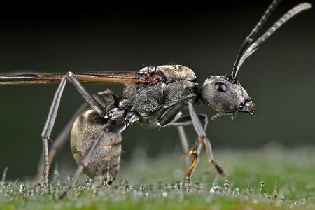 Winged-Carpenter Ant