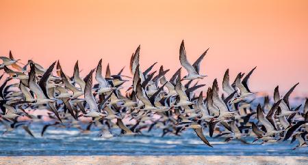 Black Skimmer