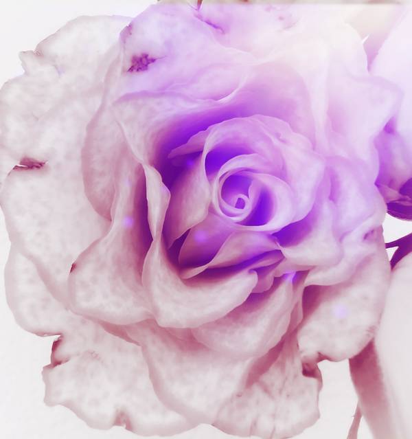Die Rose! Königin der Blumen in voller Blüte a Doris Beckmann