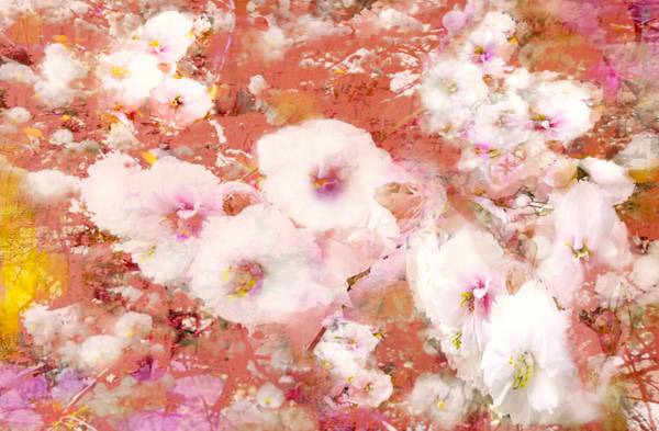 Kirschblüten a Doris Beckmann