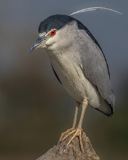 Portrait of a night heron