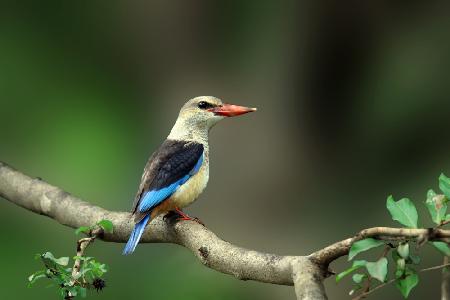 Gray-headed kingfisher