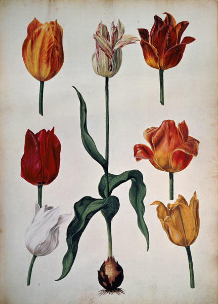 Tulips: from "Verzameling van Bloemen naar deNatuur getekend" (Collection of flowers drawn from natu a Dutch School