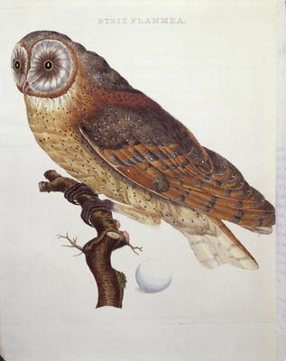 Barn Owl (Strix Flammea) 1796 (coloured engraving) a Dutch School, (18th century)