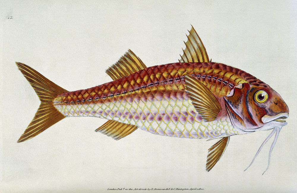 Red Mullet, Pl.12 from "The Natural History of British Fishes", pub. a E. Donovan and F. & C. Rivington