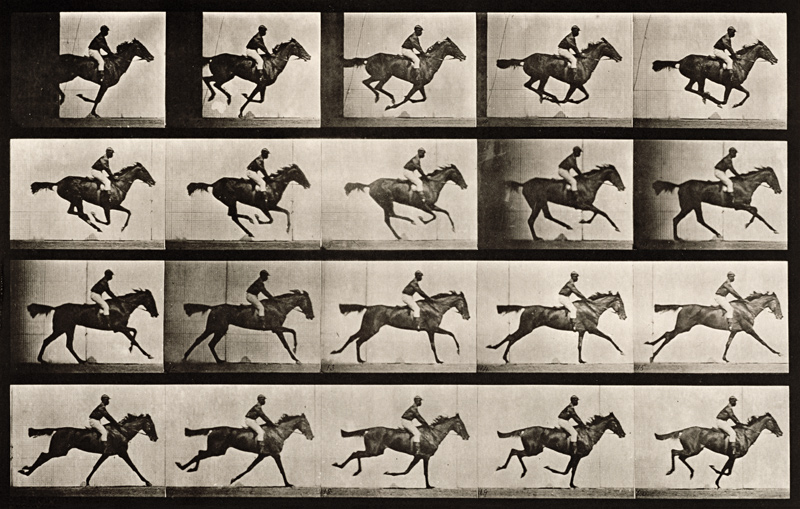 Jockey on a galloping horse, plate 627 from ''Animal Locomotion'', 1887 (b/w photo)  a Eadweard Muybridge