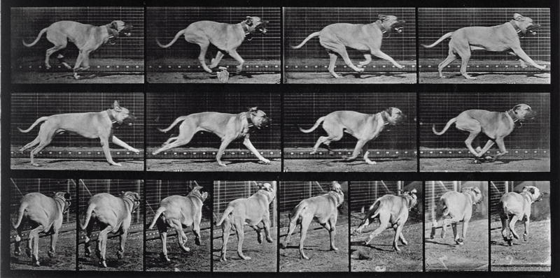 Running Dog, plate 707 from ''Animal Locomotion'', 1887 (b/w photo)  a Eadweard Muybridge