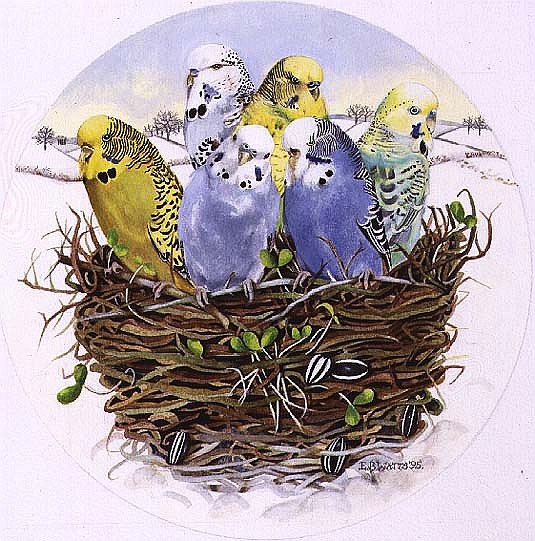 Budgerigars in a Nest, 1995 (acrylic)  a E.B.  Watts