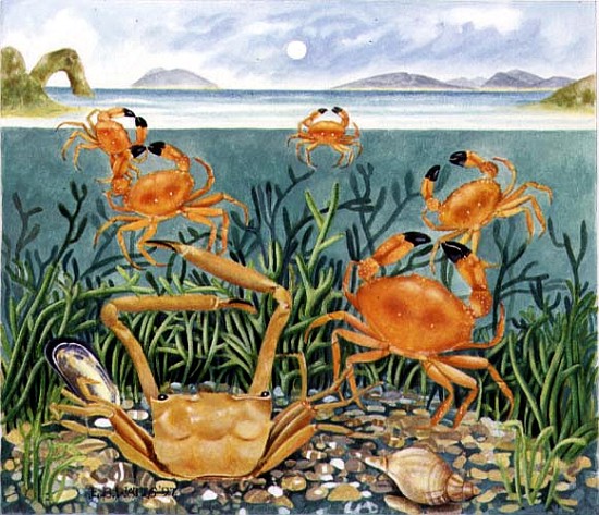 Crabs in the Ocean, 1997 (acrylic on paper)  a E.B.  Watts