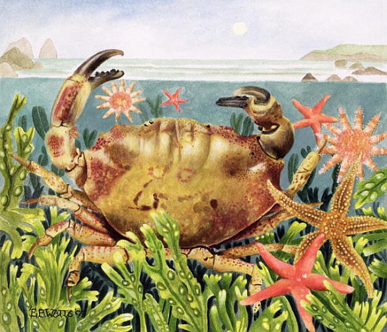 Furrowed Crab with Starfish Underwater, 1997 (acrylic on paper)  a E.B.  Watts