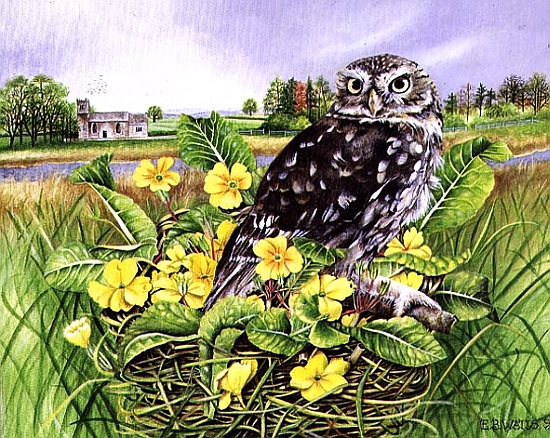 Owl in Grass Nest with Primulas a E.B.  Watts