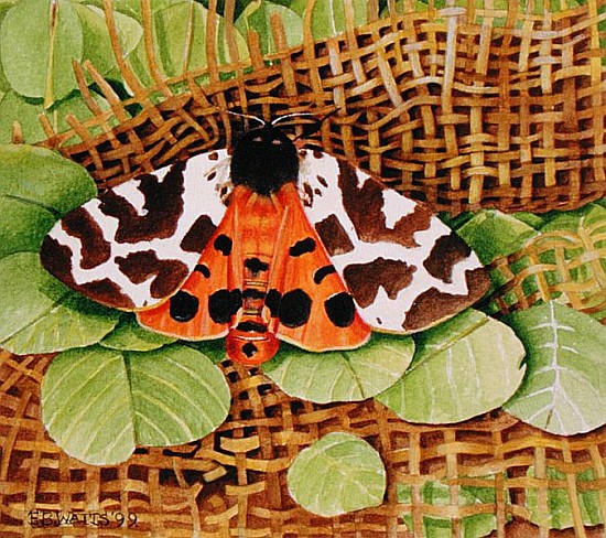 Tiger Moth, 1999 (acrylic on paper)  a E.B.  Watts
