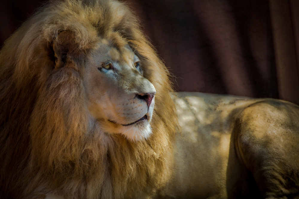 Portrait of a Lion a Ed Esposito