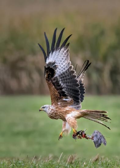 Red kite