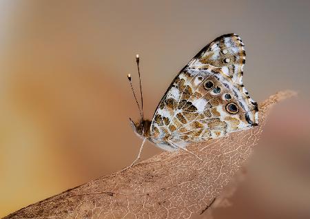 Painted lady in the morning light