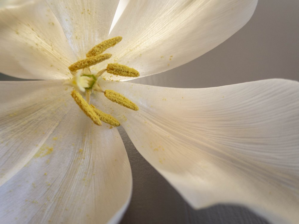 White tulip a Edita Brus