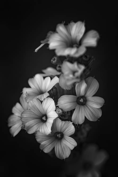 Blüten der gestreiften Binsenlilie a Edith Nero