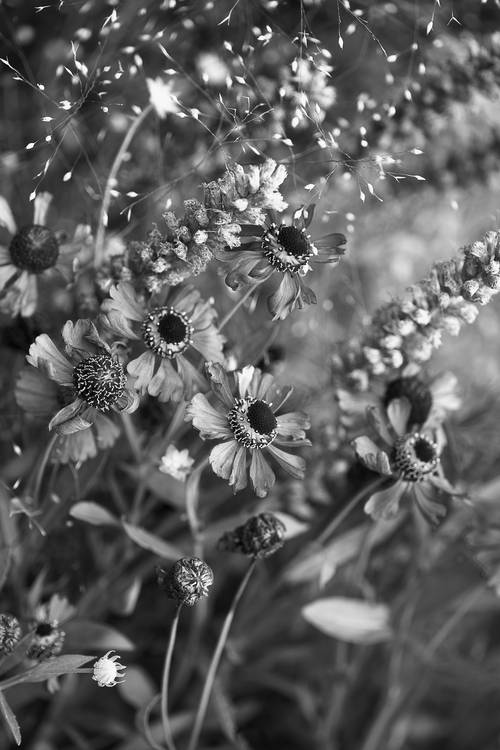 Blumen in schwarz-weiss a Edith Nero
