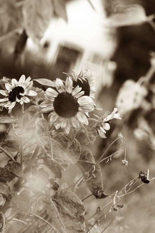 Sonnenblumen im Garten a Edith Nero