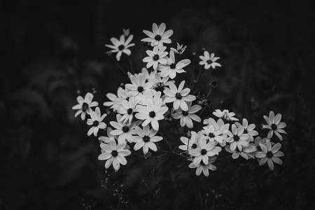 Blüten in schwarz-weiss