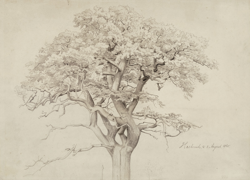 Treetop a Edmund Friedrich Kanoldt